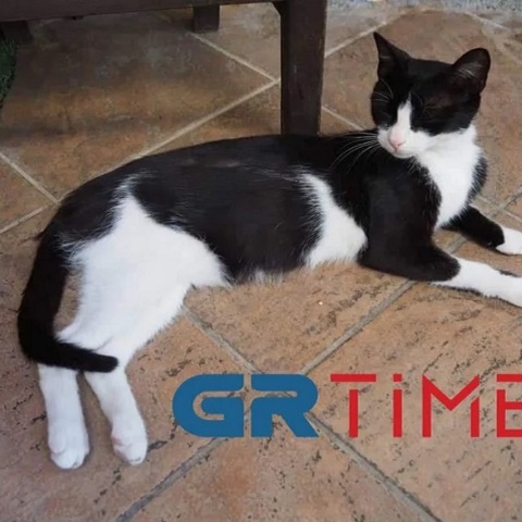 Αιδηψός: Η γάτα που κλώτσησε ο 30χρονος στη θάλασσα έκανε γατάκια