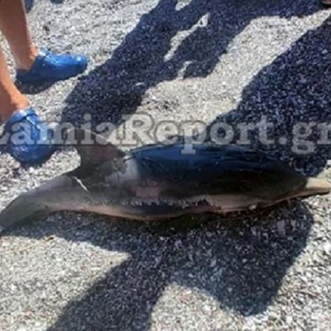 Καμένα Βούρλα: Μωρό δελφίνι ξεβράστηκε νεκρό