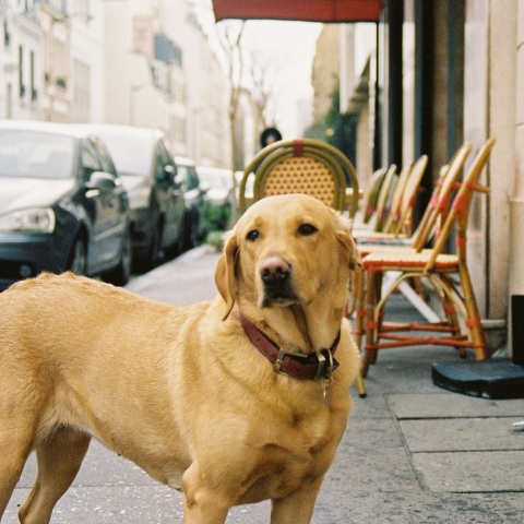 Σκύλος στο Παρίσι