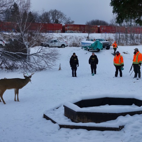 Κάροτ, το ελάφι που τραυματίστηκε στο κεφάλι από βέλος