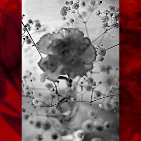 Αγγελική Δεκουλάκου, Χρωμογραφία IIΙ