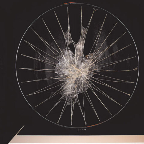 Συνάνθρωπος