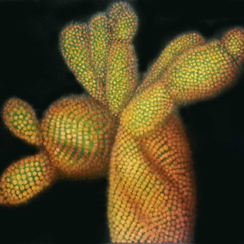 Δέσποινα Κωνσταντίνου, Flowers and thorns