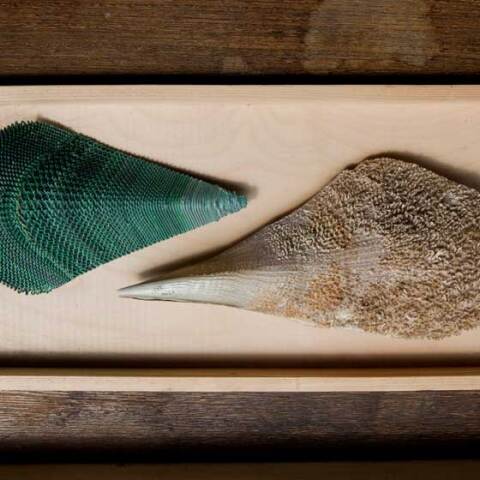 Second Nature - A New Life