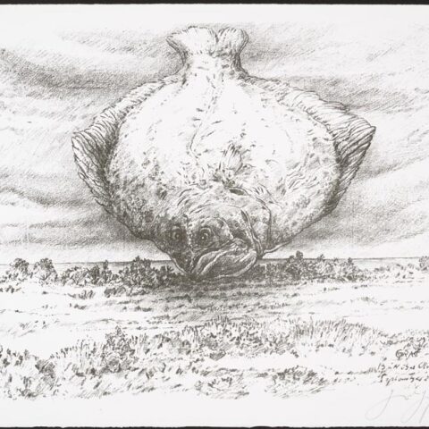 Τελικά γράφω ή σχεδιάζω; Έκθεση χαρακτικών του Günter Grass