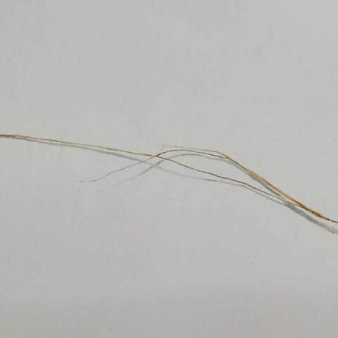 Παναγιώτης Κουλουράς, Σημειώσεις για την Κόρη