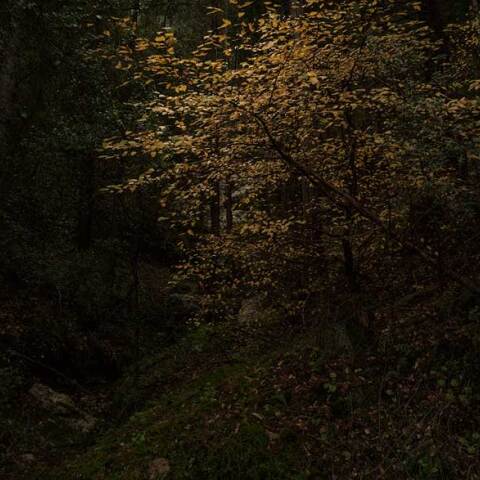 Νότα Κυριαζή, “Dear forests, sweet shadows, I come to seek my heart!”