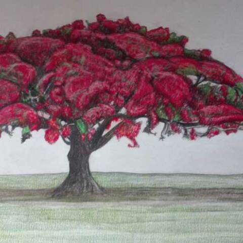 Αμαλία Σταυρουλάκη, Human trees