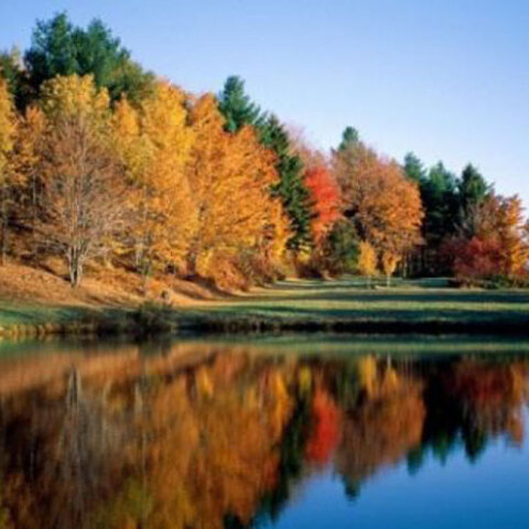 Το παρθένο δάσος Παρανεστίου στη Θέση Φρακτό του Ν. Δράμας