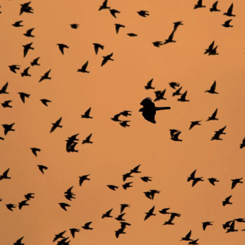 Αφιέρωμα του Ιανού στη μετανάστευση των πουλιών