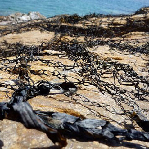 "Salty Fields" των εικαστικών Αγγελικής Λόη και Δήμητρας Σκανδάλη στο Μουσείο των Ηρακλειδών