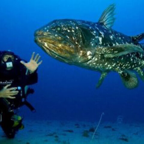 Laurent Ballesta mouseio goulandri kentro gaia