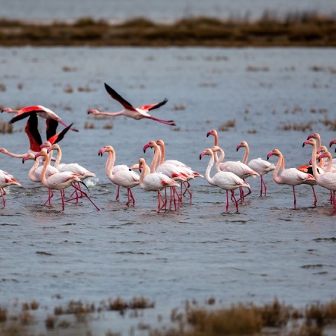 Φλαμίνγκο - φωτογραφία αρχείου
