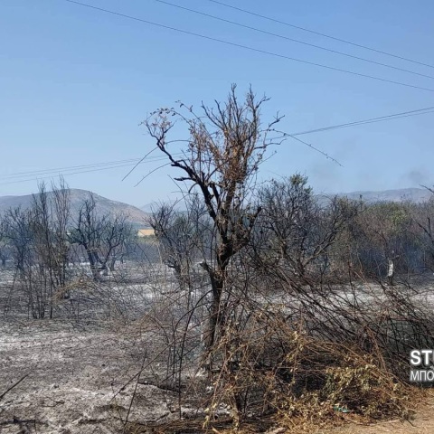Φωτιά στη Νέα Κίο Αργολίδας 