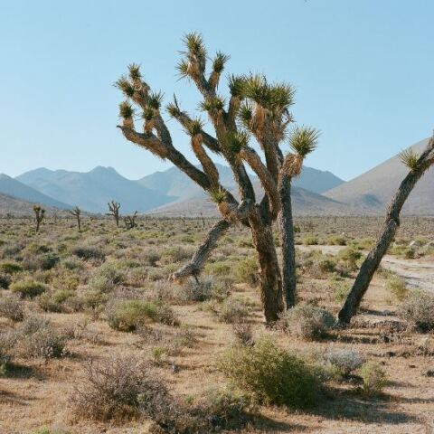 Κοιλάδα του Θανάτου στην Καλιφόρνια 
