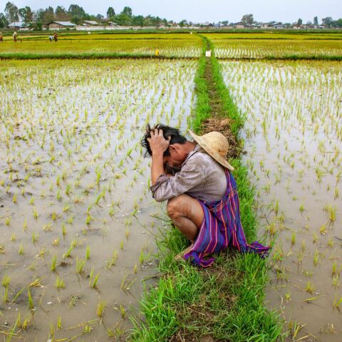 Μιανμάρ - Αγρότης της εθνότητας Σαν σε καλλιέργειες ρυζιού. Λίμνη Ίνλε