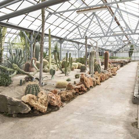 Φυτώριο κάκτων