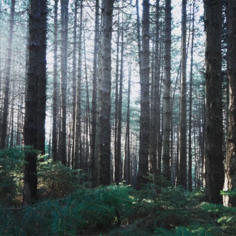 «Vodafone Smart Forest», το πρώτο ελληνικό έξυπνο δάσος στην Πάρνηθα