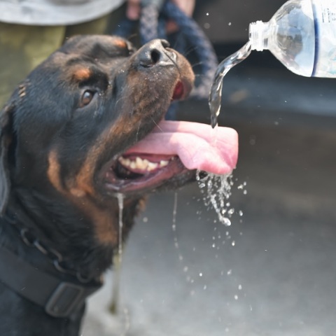 Ζώα διασώζονται από τα πύρινα μέτωπα στη Βόρεια Αττική 