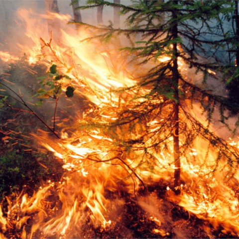 Πυρκαγιές στη Σιβηρία 