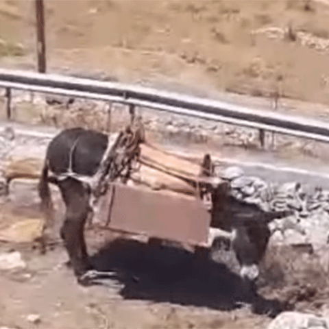 Αμοργός / Κακοποίηση ζώου 