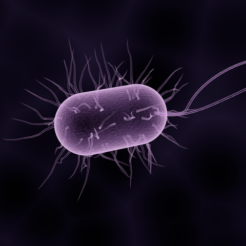 bacteria-1832824_1280.png