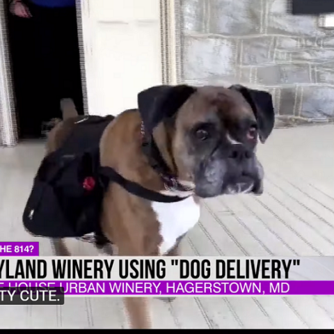 Σκύλος σε χρέη delivery