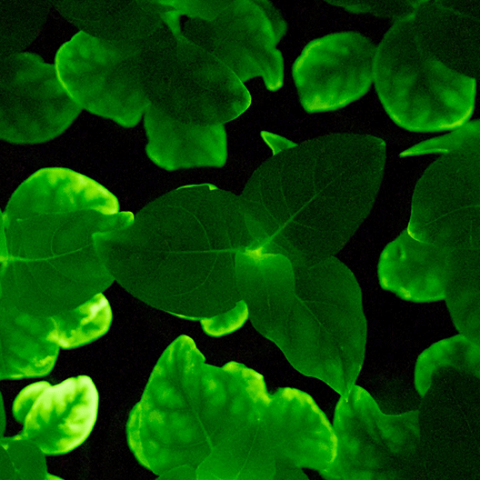 Λαμπερά φυτά  