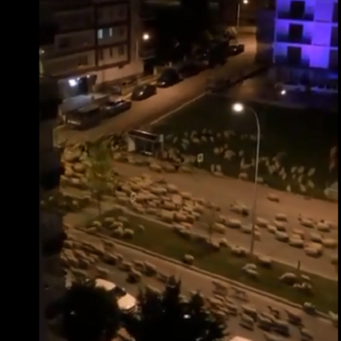 Εκατοντάδες πρόβατα σε κεντρικό δρόμο της Τουρκίας