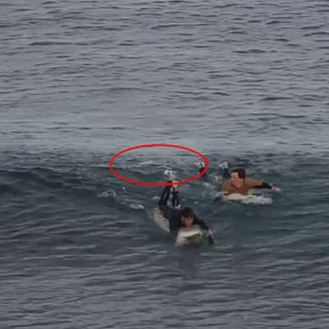 Επίθεση καρχαρία σε σέρφερ στην Αυστραλία 