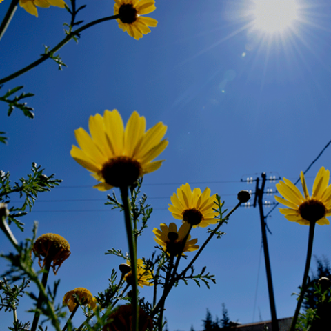 Λουλούδια - Ήλιος