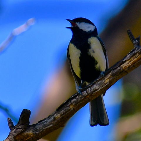 Πουλί - Ναύπλιο
