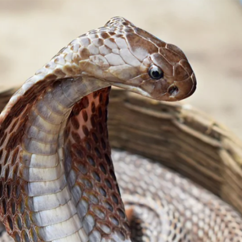 Κόμπρα - Φίδι