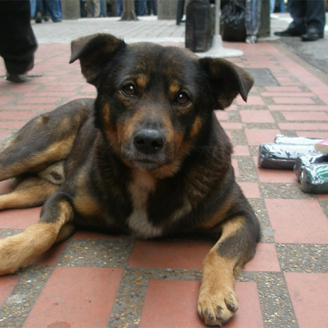 Αδέσποτος σκύλος 