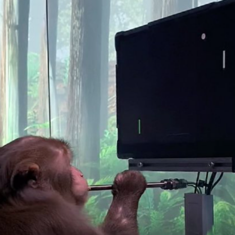 Μαϊμού παίζει βιντεοπαιχνίδι μέσω του νου της 