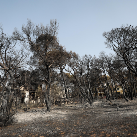 Καμμένα δέντρα