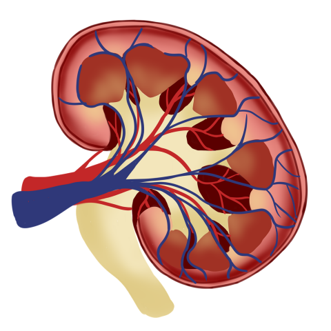 Για πρώτη φορά γιατροί συνέδεσαν σε άνθρωπο νεφρό από χοίρο που λειτούργησε κανονικά