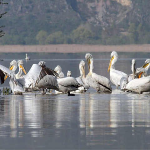 Αργυροπελεκάνος στην λίμνη της Καστοριάς