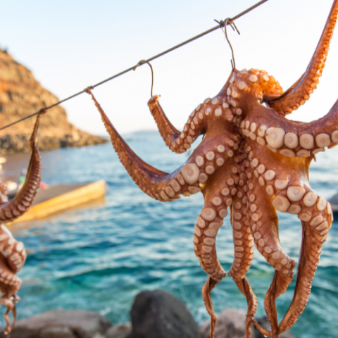 Γιατί δεν πρέπει να τρώμε πια χταπόδια – Η νέα τάση που θα «φανεί» στα ταβερνάκια