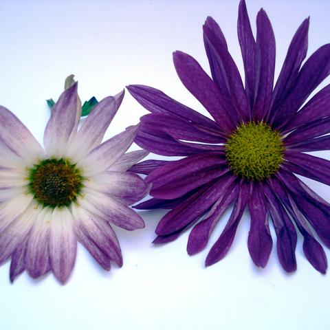 Εορτολόγιο: Σήμερα 7 Αυγούστου γιορτάζει…