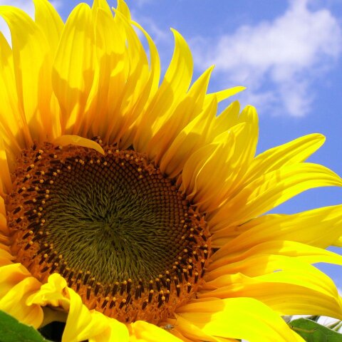 Εορτολόγιο: Σήμερα 28 Αυγούστου γιορτάζει…