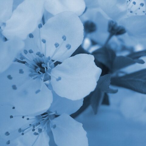 Εορτολόγιο: Σήμερα 31 Αυγούστου γιορτάζει…