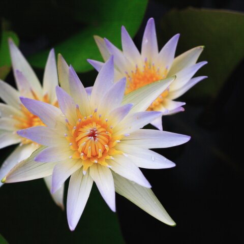 Εορτολόγιο: Σήμερα 23 Σεπτεμβρίου γιορτάζει… 