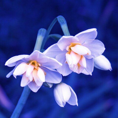 Εορτολόγιο: Σήμερα 27 Σεπτεμβρίου γιορτάζει… 