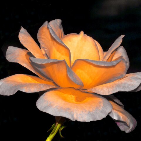 Εορτολόγιο: Σήμερα 5 Οκτωβρίου γιορτάζει…