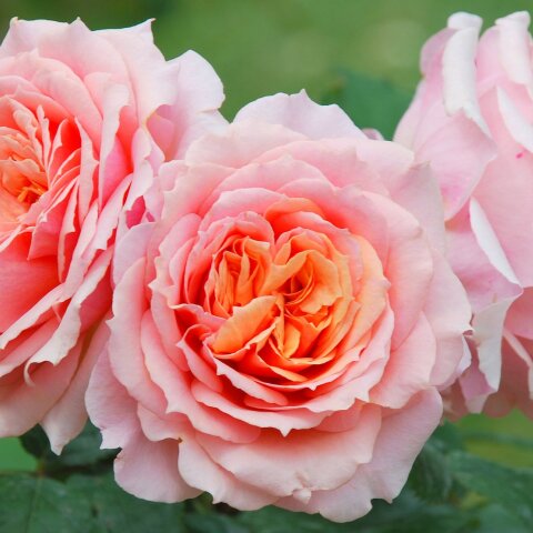 Εορτολόγιο: Σήμερα 17 Οκτωβρίου γιορτάζει…