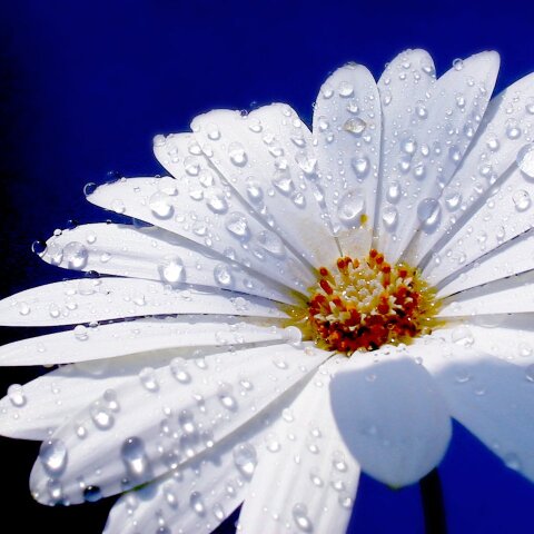 Εορτολόγιο: Σήμερα 21 Οκτωβρίου γιορτάζει…