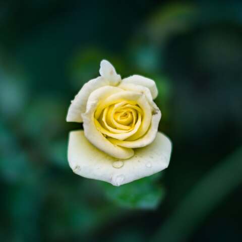 Εορτολόγιο: Σήμερα 6 Νοεμβρίου γιορτάζει…