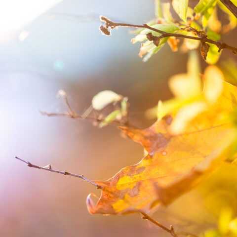 Ποιος γιορτάζει στις 9 Νοεμβρίου