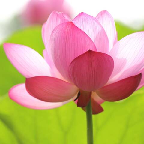 Εορτολόγιο: Σήμερα 17 Νοεμβρίου γιορτάζει…